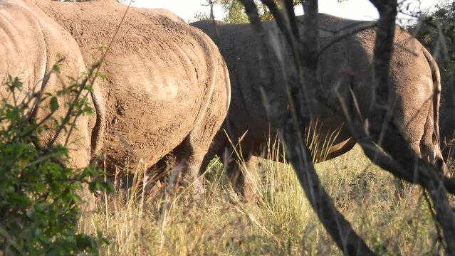 White Rhinoceros grazing in an African savannah.