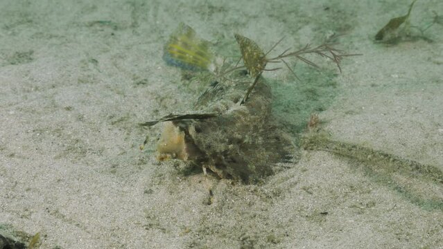 Underwater Marine Biology study of a Finger Dragonet, Dactylopus dactylopus. Science research video