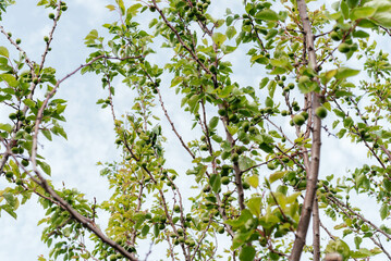 Unripe green apricots on the tree. 