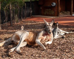 Exhausted kangaroo lying down next to its family
