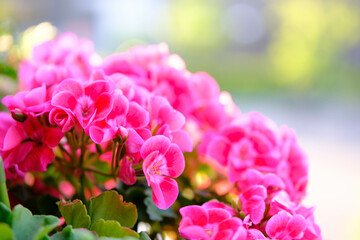 ピンク色のゼラニウムの花びらを背景をぼかして浮き上がらせる。露出を明るく仕上げる。