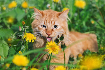 Naklejka na ściany i meble Cat with open mouth in a field of dandelions