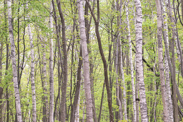 Fototapeta premium 雨上がりの白樺林 / Birch forest after rain