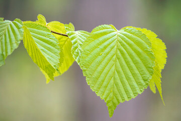 アズキナシの葉 / Korean Whitebeam Leaves
