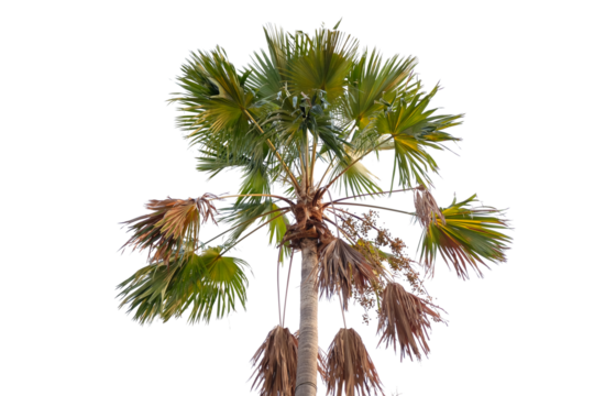 palm tree isolated on di cut background