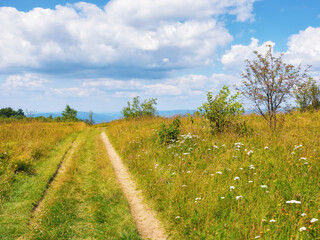 dirt road through grassy meadow. countryside scenery in mountains on a sunny summer day