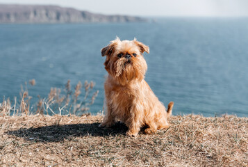 Close-up of a Brussels Griffon dog in front of the sea. High quality photo