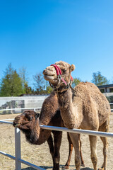 Two brown humped camels behind the hedge pull their snouts.