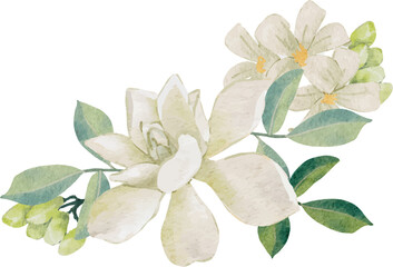watercolor white thai flower gardenia and orange jasmine bouquet wreath frame