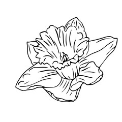 Narcissus flower, hand drawn line art isolate on white background. Perfect for logo or tattoo