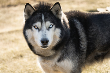 Fototapeta premium Husky dog ​​with multi-colored eyes, soft focus close-up photo.
