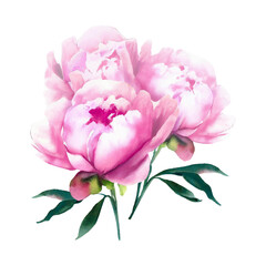 Pink rose peonies botanical watercolor illustration

