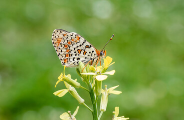 Algerian Iparkhan butterfly (Melitaea ornata) on plant