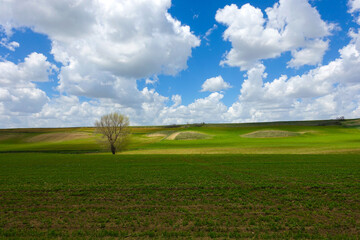 Green fields planted with agricultural products, big fluffy clouds in the sky and a nature landscape with a big tree,