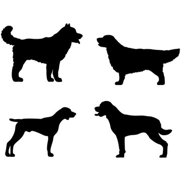silhouette of four dogs