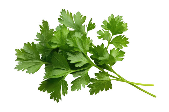 パクチー」の写真素材 | 484,853件の無料イラスト画像 | Adobe Stock
