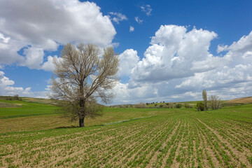 Fototapeta na wymiar Green fields planted with agricultural products, big fluffy clouds in the sky and a nature landscape with a big tree,