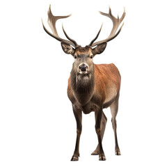 Naklejka na ściany i meble portrait of a red deer stag looking forward impressive antlers png, Created using generative AI tools.