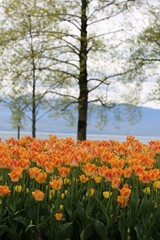 Spring is the time of the awakening of nature. Morges. Canton Geneva. Switzerland. In the background behind the lake Geneva are the French Alps.