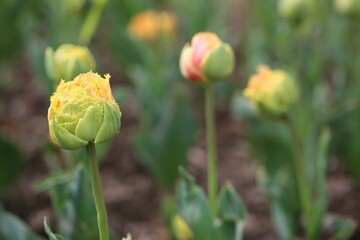 Spring is the time of the awakening of nature. Buds of tulips. Morges. Canton Geneva. Switzerland.
