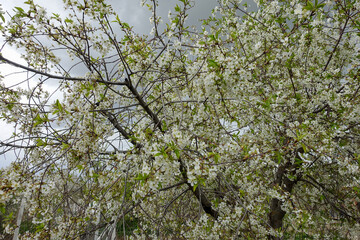 cherry tree blooming, cherry tree blooming in abundance,