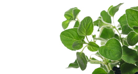 Fresh green oregano leaves (Origanum vulgare) isolated on white, clipping path