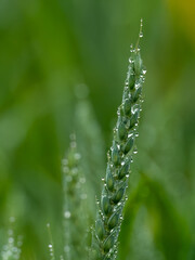 Fototapeta na wymiar Ear of wheat with drops of rainwater