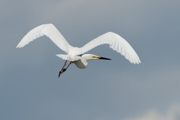 Great egret flying in the sky and looking backward