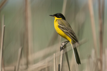 Western yellow wagtail standing on reed branch