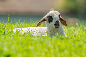 A young lamb lies in the green grass