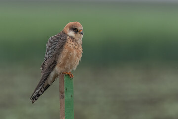 Female red-footed falcon standing on а wooden pole in the middle of field