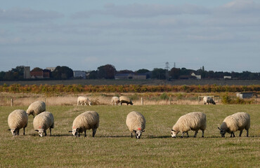 Fototapeta premium A flock of sheep grazing in a field. 