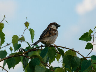 sparrow sitting on a branch close-up