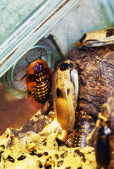 The giant cockroach (Latin Macropanesthia rhinoceros) is gray in color with long whiskers on the bark of trees. Wildlife fauna insects.