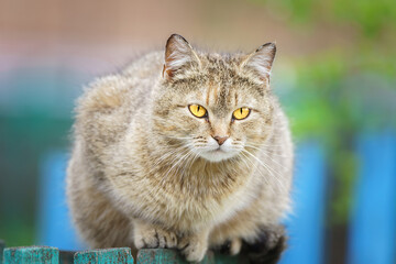 Cat sits on the fence.