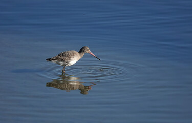 A black-tailed godwit wading bird hunting for food in shallow water at the edge of a lake. 