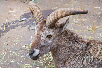 Blue ram (Latin Pseudois nayaur) with beautiful unusual horns on a sunny day. Animals, mammals,...