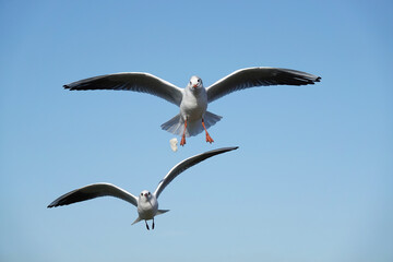 Obraz premium A black-headed gull in flight dropping food as it is chased by another gull. 