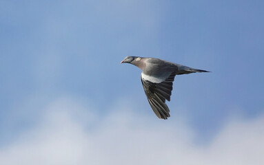 A low angle view of a common pigeon in flight. 