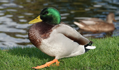 A closeup side view of a male mallard drake on grass by a lake. . 