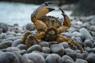 crab on a pebbly shore with raised claws