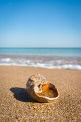 Fototapeta na wymiar rapana seashell on the beach