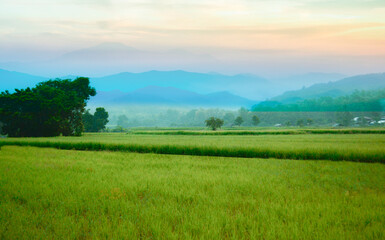 nature wallpaper There are mountains and trees in the background.