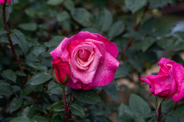 バラ園の「プリンセル　ドゥ　モナコ」