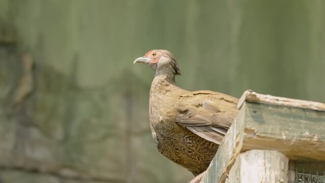 A pheasant spreads its wings, takes off and flies away.