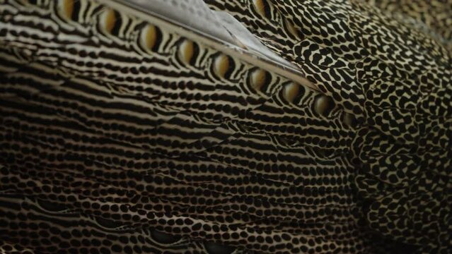 Feathers and face of a Great Argus Pheasant close-up.