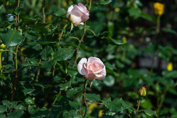 バラ園の「フレンチレース」