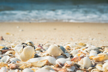 Fototapeta na wymiar A lot big shells close up beach sand sea water edge foam. Warm tone nature background fresh sun day