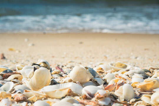 A lot big shells close up beach sand sea water edge foam. Warm tone nature background fresh sun day