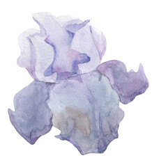 Iris watercolor. Iris flower watercolor.